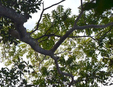 カラスザンショウ 枝付き葉っぱ2000枚 良品訳ありミックス カラスザンショウ 枝付き葉っぱ2000枚 良品訳ありミックス