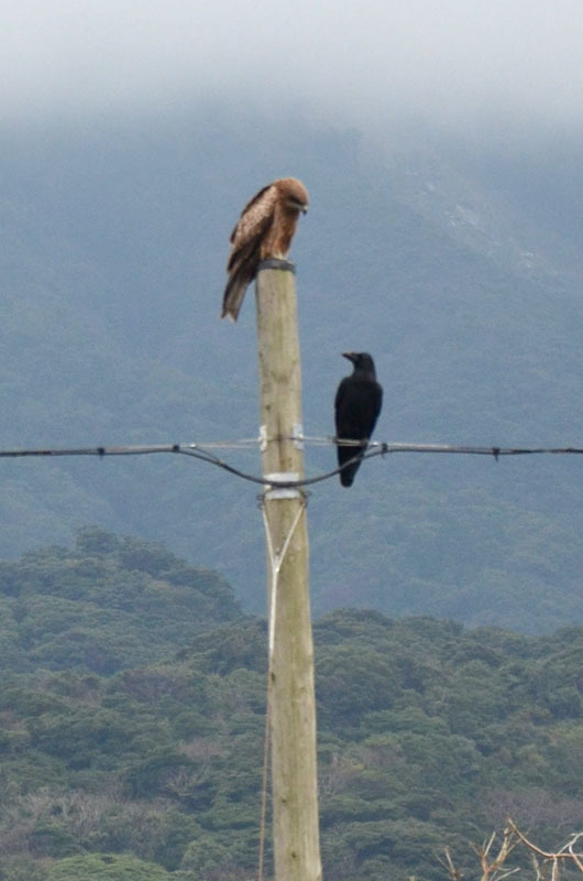 屋久島発 田舎暮らし通信 トンビとカラスの関係