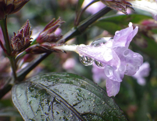 屋久島発 田舎暮らし通信 ストロビランテス アニソフィルス ランプの妖精 の花