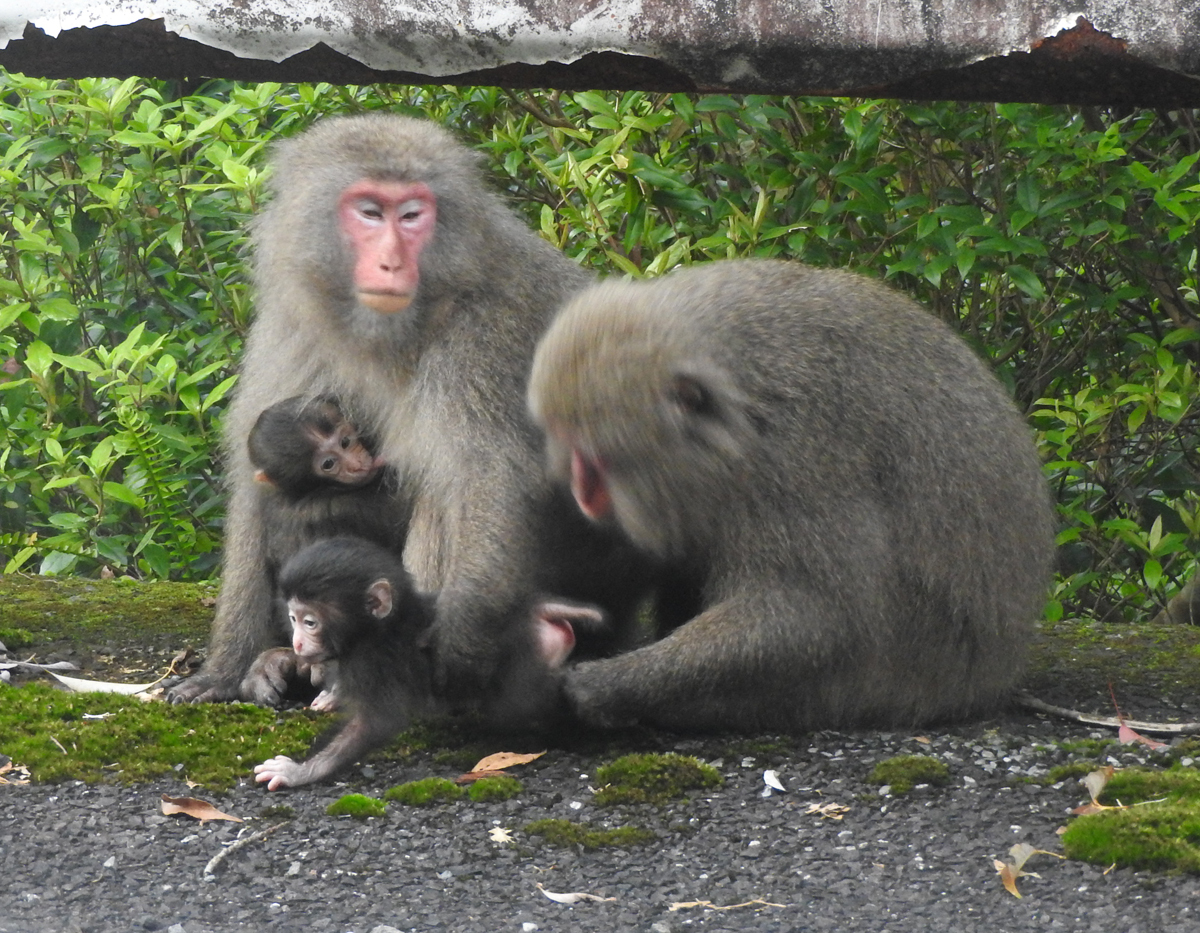 屋久島発 田舎暮らし通信 ヤクザルの赤ちゃん