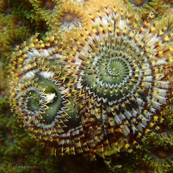 海の中の螺旋。イバラカンザシ。: 屋久島発 田舎暮らし通信