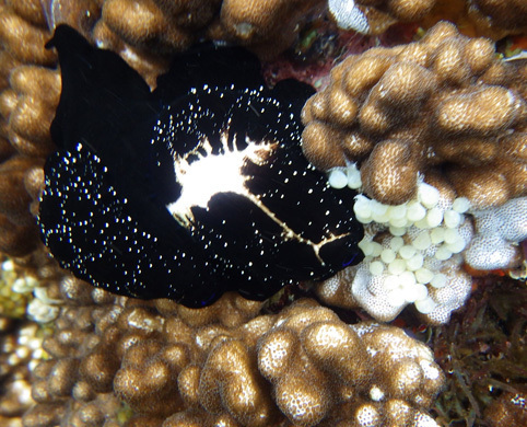 海辺の生き物【ウサギとカイ】 - アース・ミュージアム元宇品