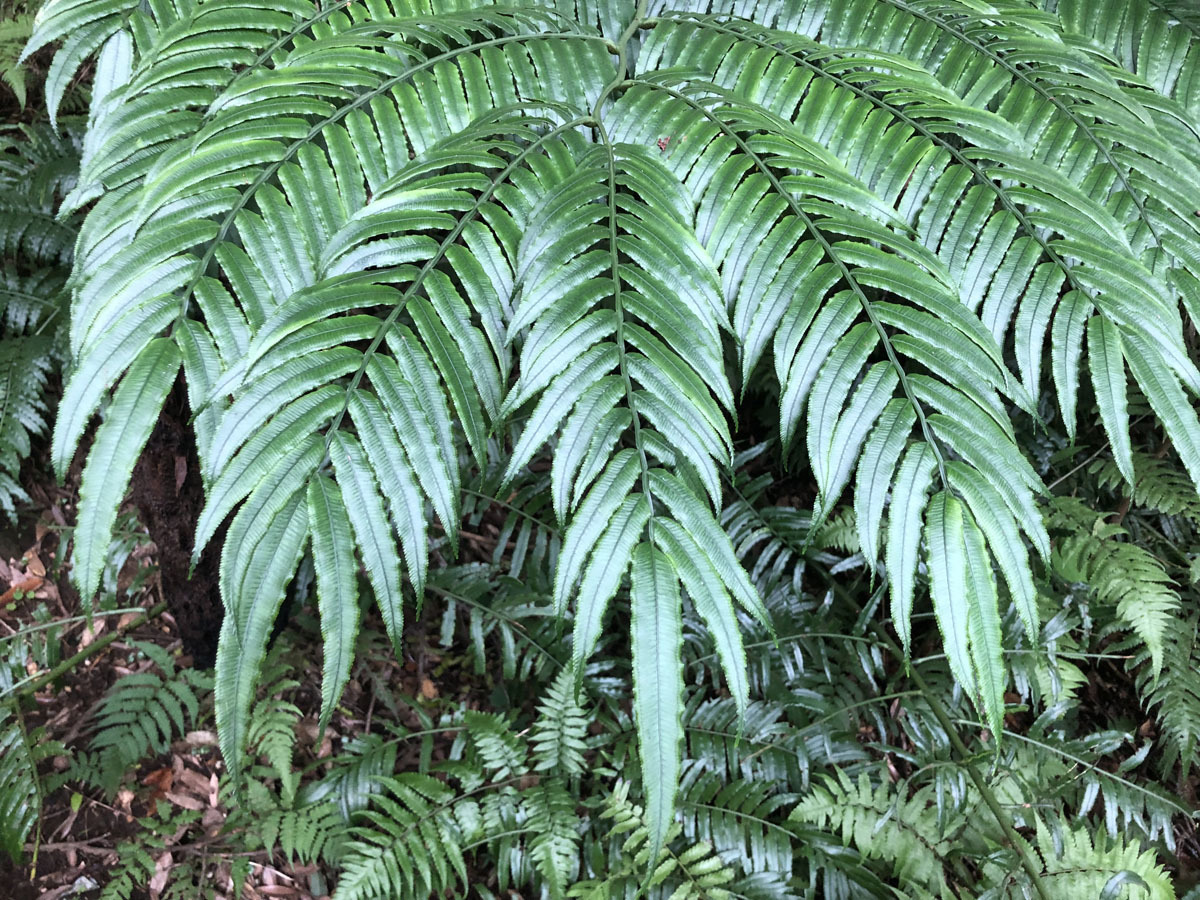 ヒノタニリュウビンタイ、シダ、山野草、国内産の大型のシダ