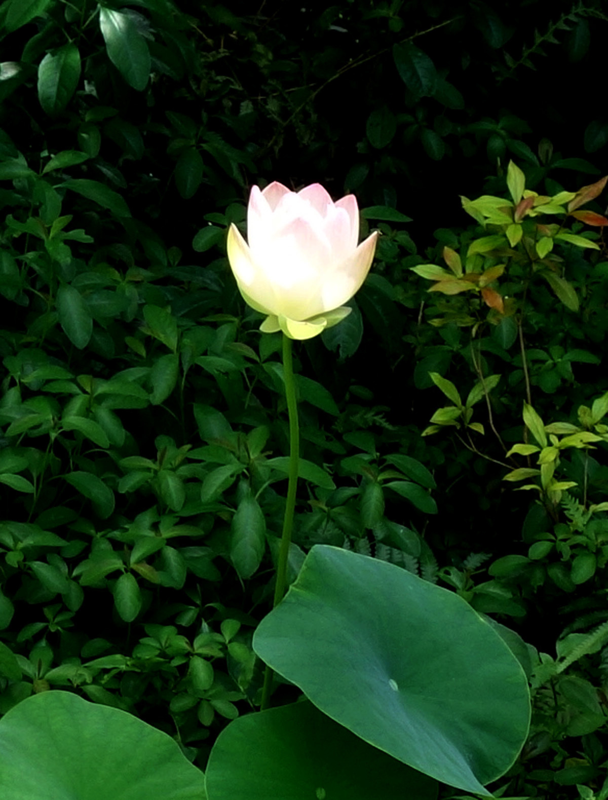 屋久島発 田舎暮らし通信 蓮の花が咲きました