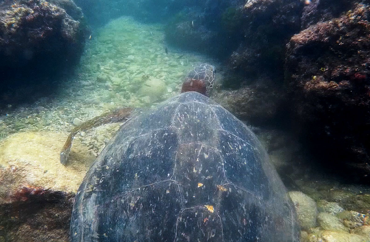 屋久島発 田舎暮らし通信 大きなアカウミガメさん