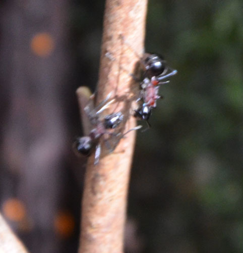 屋久島発 田舎暮らし通信 山の中の蟻はどうして大きいのか