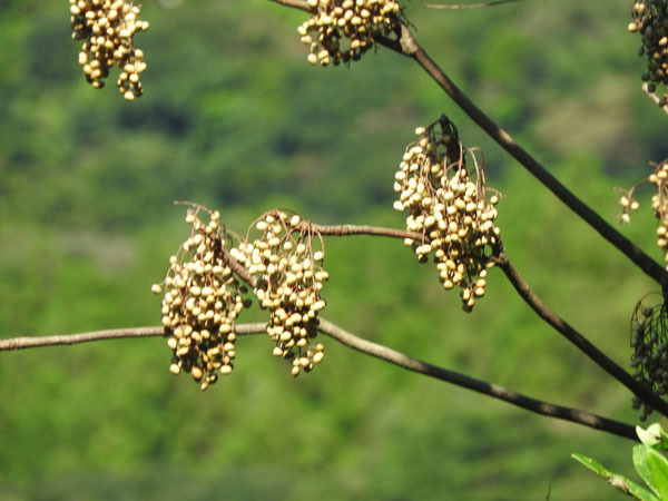 日本ろうそくの原料〜ハゼの実のワイルドスワッグ
