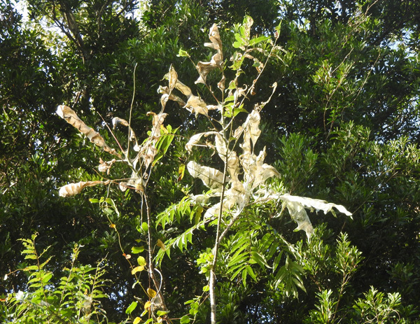 蜘蛛の巣のような、クワゴマダラヒトリ（蛾）の幼虫の糸: 屋久島発 田舎暮らし通信