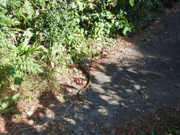 屋久島発 田舎暮らし通信 青大将 まだ起きてた 蛇の写真あります