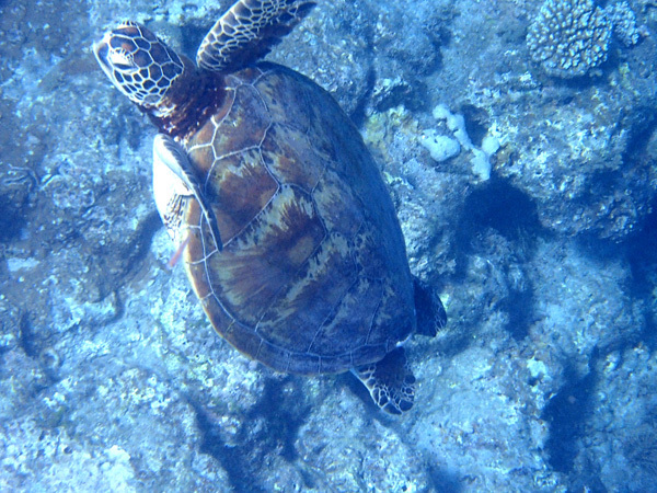 屋久島発 田舎暮らし通信 屋久島 うみがめ館 解散へ 永田ウミガメ保全協議会 が縮小継続