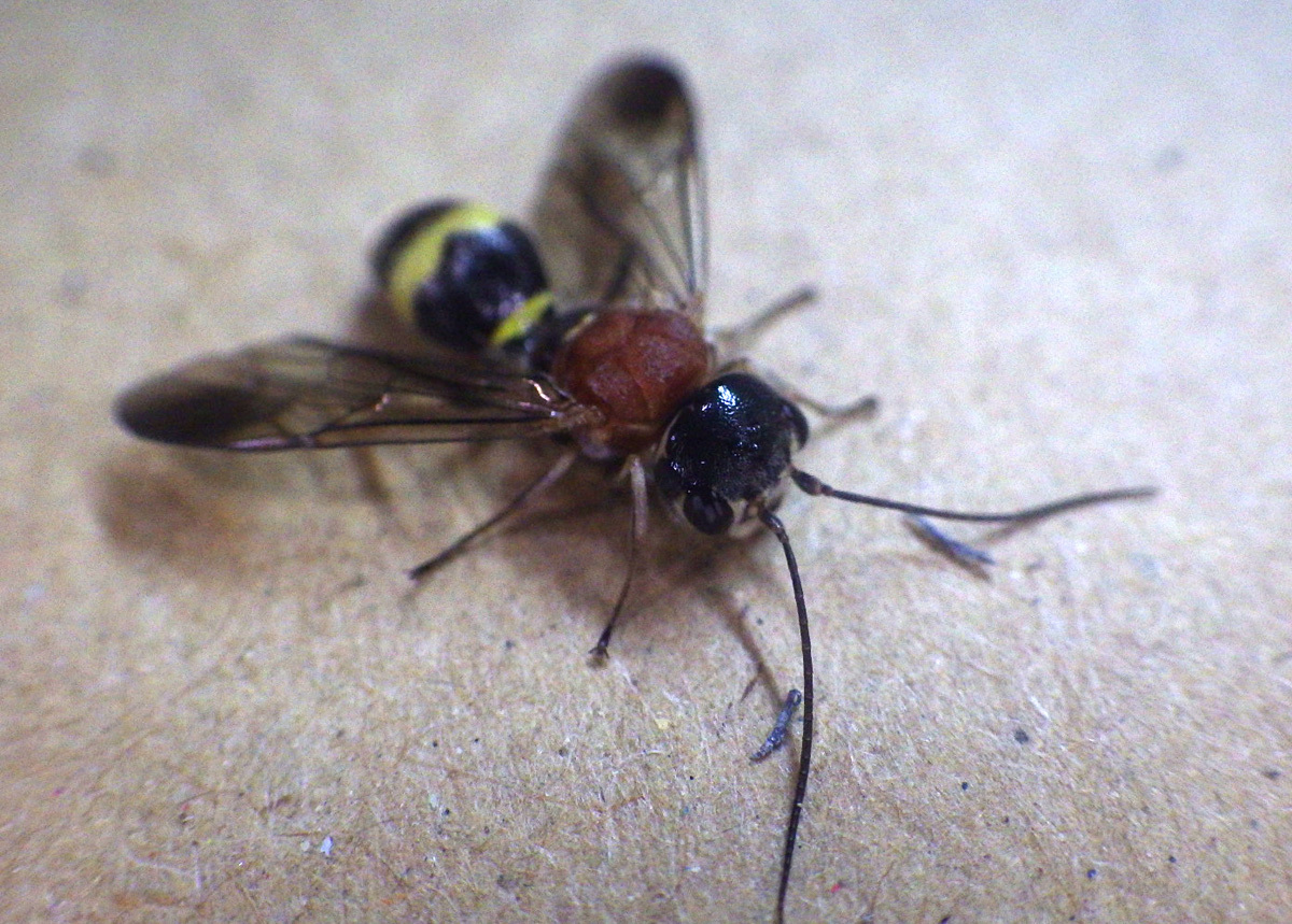 屋久島発 田舎暮らし通信 キスジセアカカギバラバチ