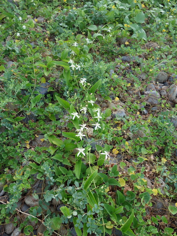 毒草・センニンソウ(仙人草): 屋久島発 田舎暮らし通信 毒草・センニンソウ(仙人草): 屋久島発 田舎暮らし通信